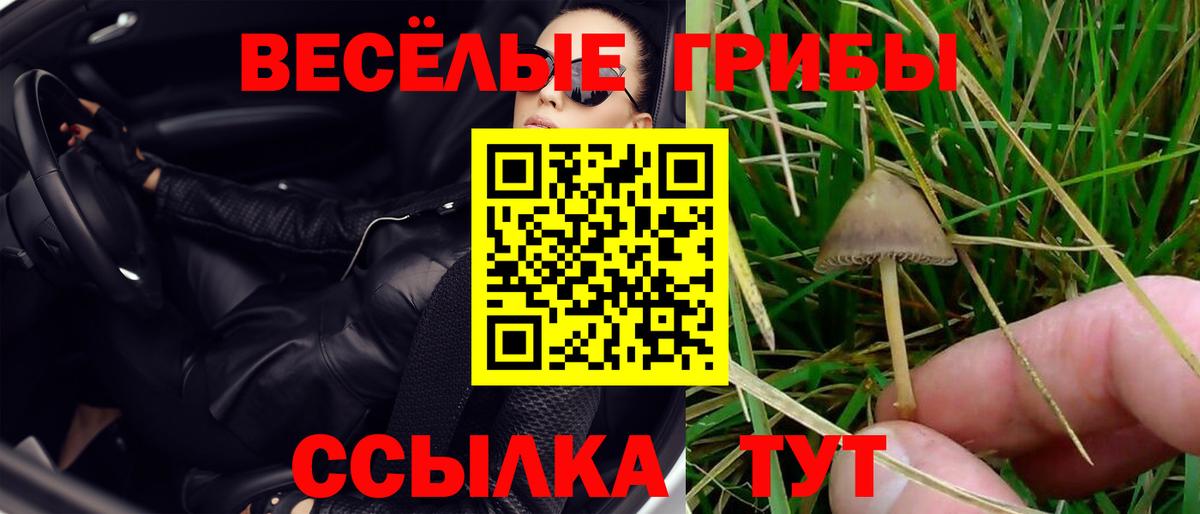 Галлюциногенные грибы Psilocybine cubensis  Псилоцибиновые грибы прущие грибы  Бутурлиновка 